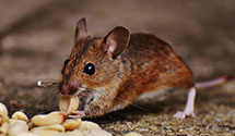 24 Hour & Emergency Exterminators in Redwood Lodge, CA
